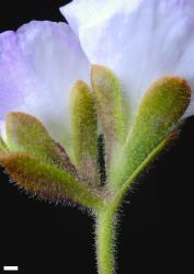 Veronica trifida. Bracts and calyces. Scale = 1 mm.
 Image: P.J. Garnock-Jones © Te Papa CC-BY-NC 3.0 NZ